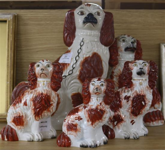 A group of five Staffordshire spaniels, roan and white